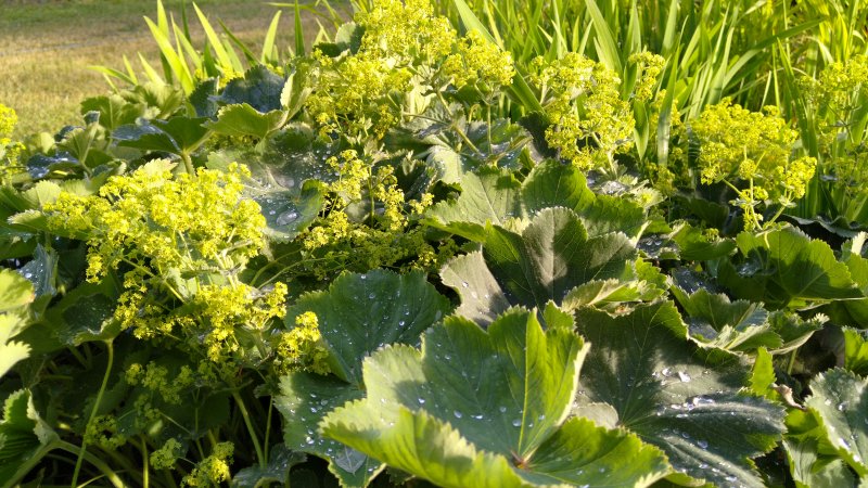 Alchemilla mollis 'Thriller' Jättipoimulehti